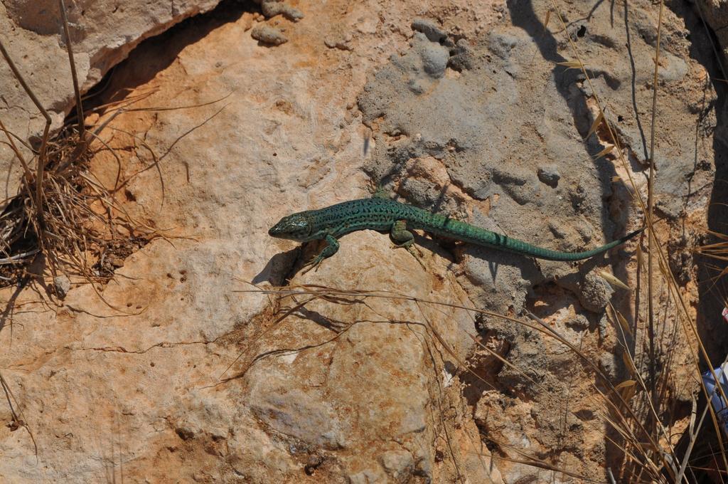 Viviendas Turisticas S'Estanyol La Savina  Luaran gambar